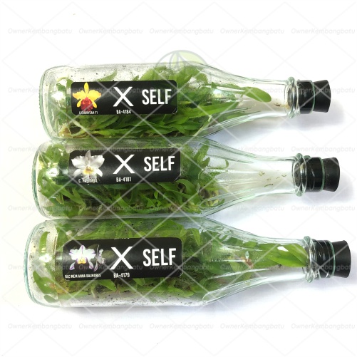 BIBIT ANGGREK CATTLEYA BOTOL | anggrek Cattleya botol | anggrek Cattleya botolan | Anggrek Botol | A