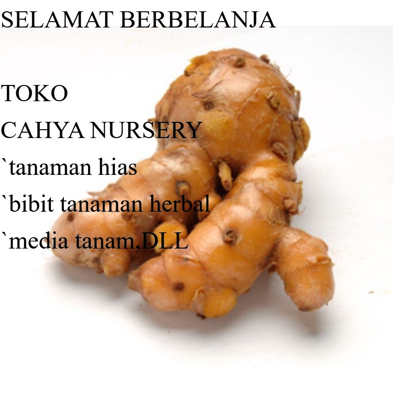 

PROMO TEMULAWAK ORGANIK 1KG temu lawak khusus calon/bakal bibit