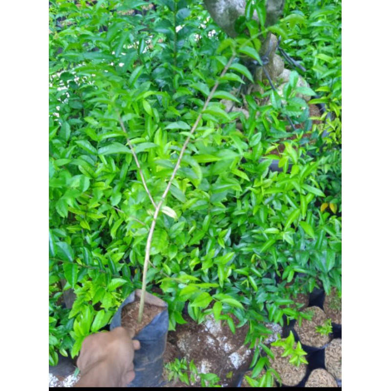 Anting Putri/bibit bonsai (bonsai)