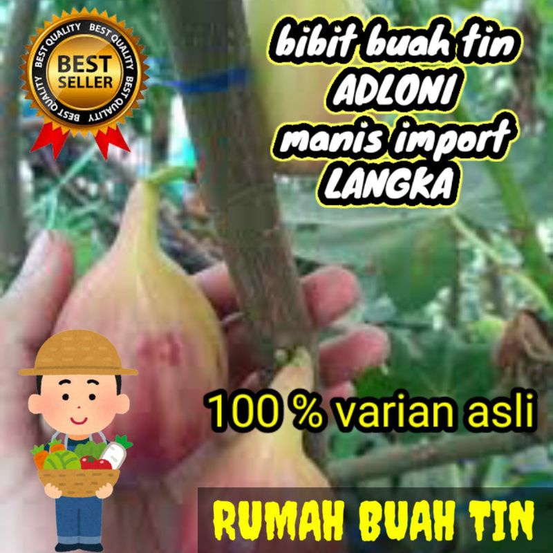 BIBIT BUAH TIN JENIS  ADLONI LANGKA
