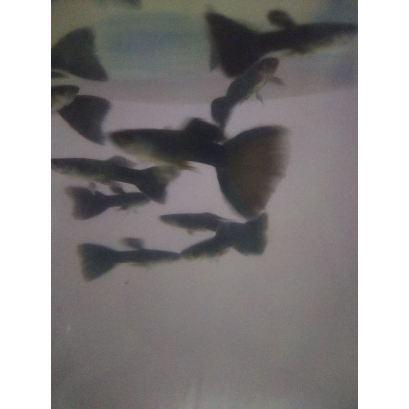 ikan Guppy black moscow