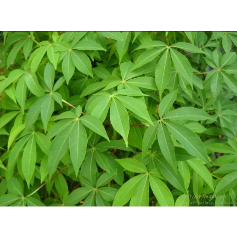 

DAUN SINGKONG SEGAR 1KG | DAUN SINGKONG MUDA 100%ORIGINAL