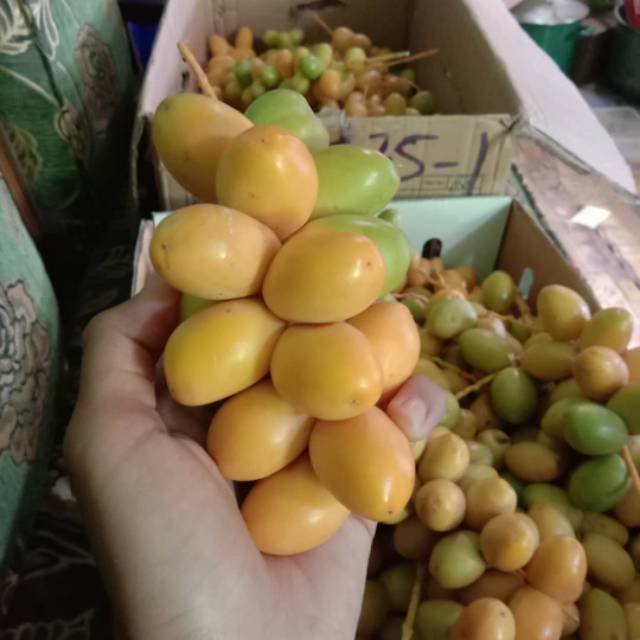 KURMA MUDA SEGAR 1kg