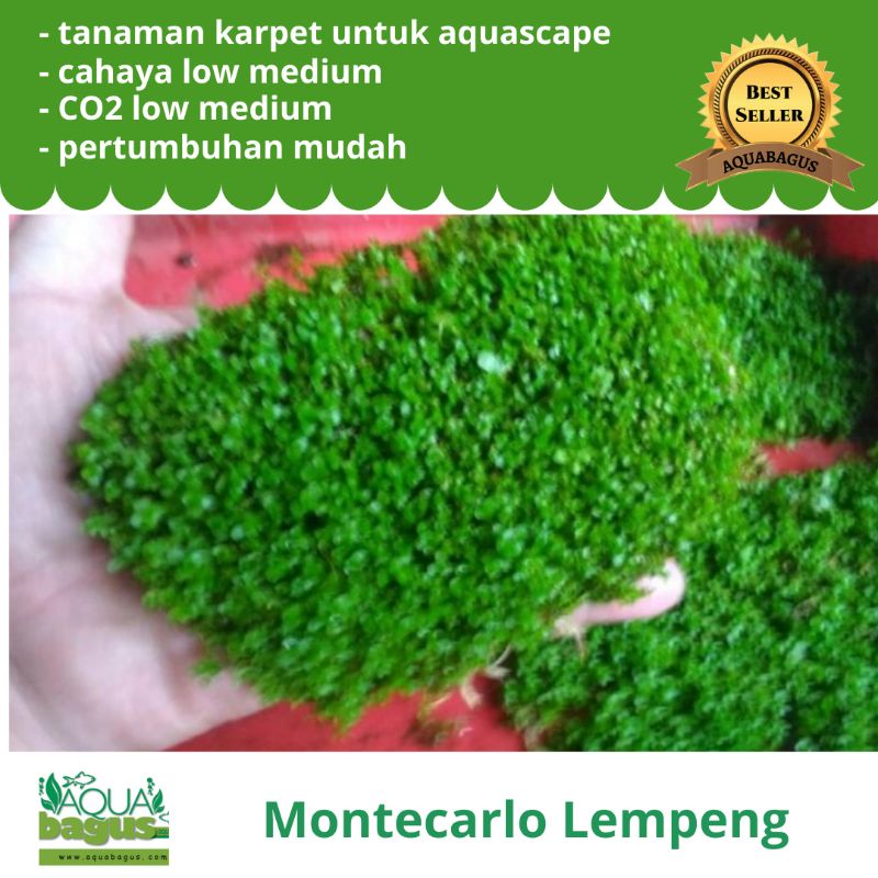 Montecarlo lempeng - tanaman karpet aquascape