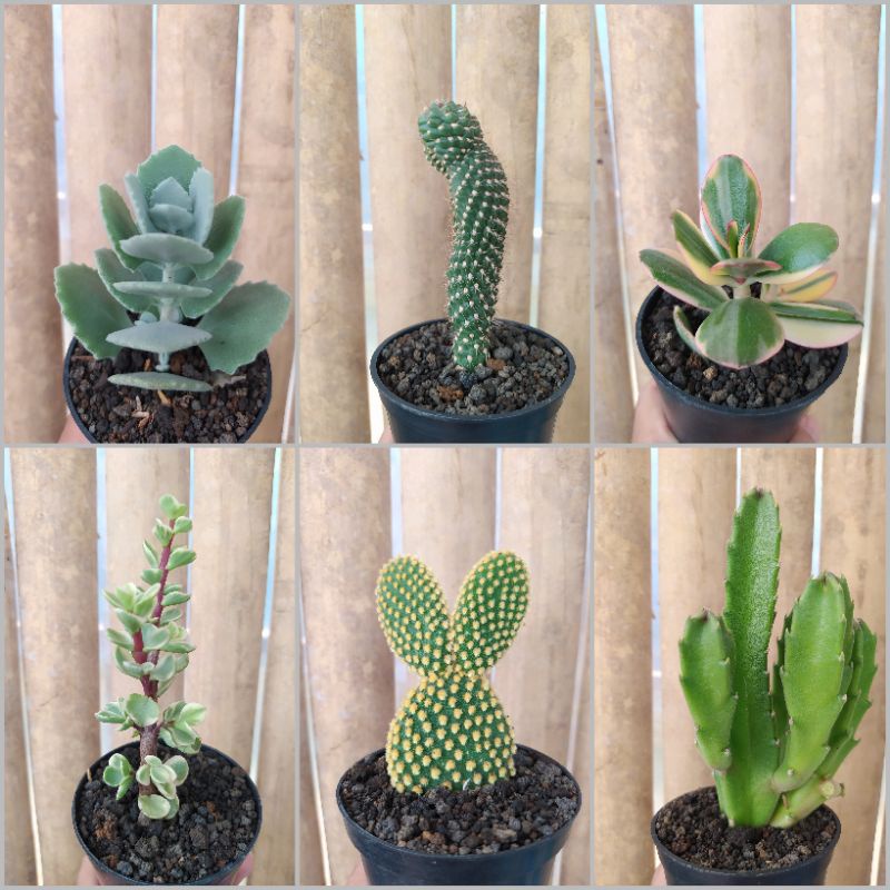 (OPULENT KAKTUS) KAKTUS MURAH SUKULEN SUKULEN