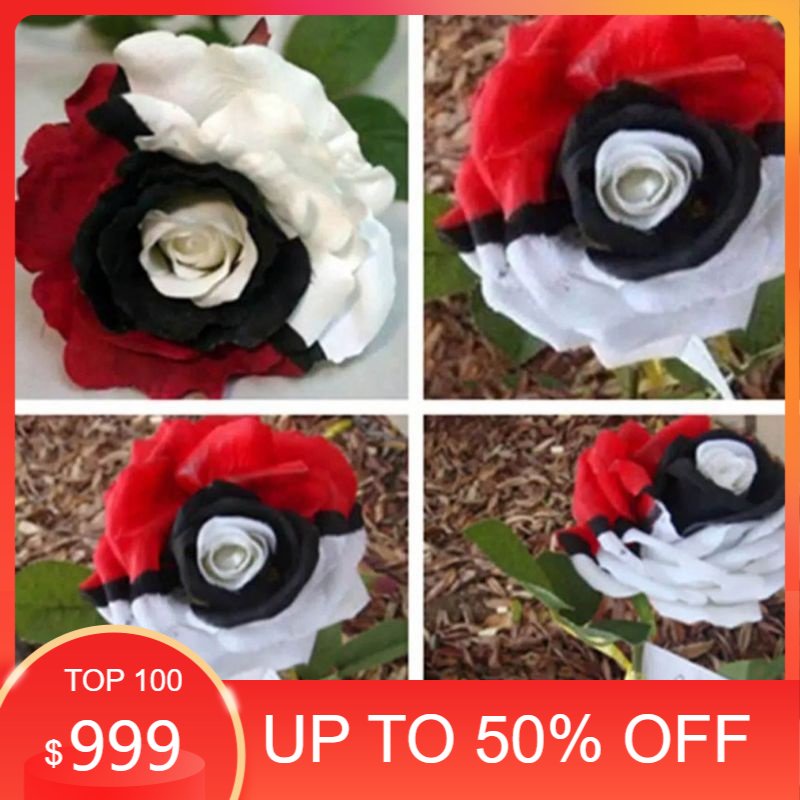 Tanaman hias mawar threecolor | mawar hidup-bunga langka