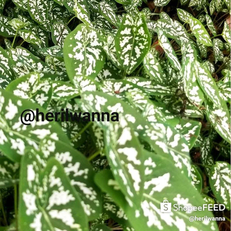 umbi keladi liliput ukuran kecil(SUDAH BERTUNAS)