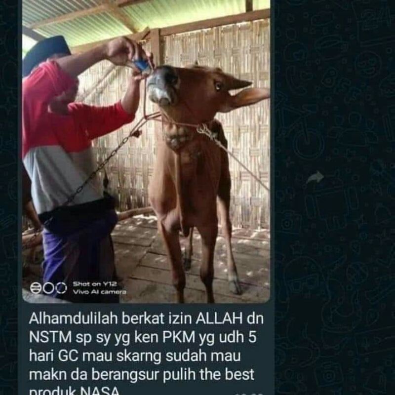 Obat PKM pada sapi, obat sapi PKM