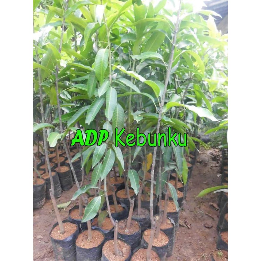 BIBIT TANAMAN BUAH MANGGA GADUNG BIBIT TANAMAN