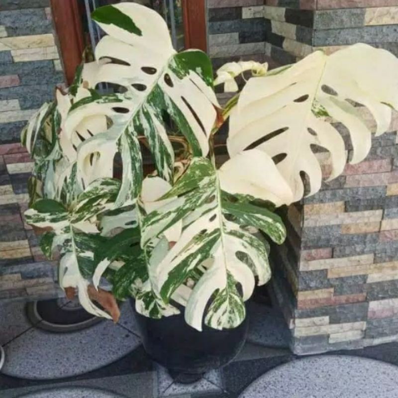 Monstera variegata king - bonggol monstera variegata king