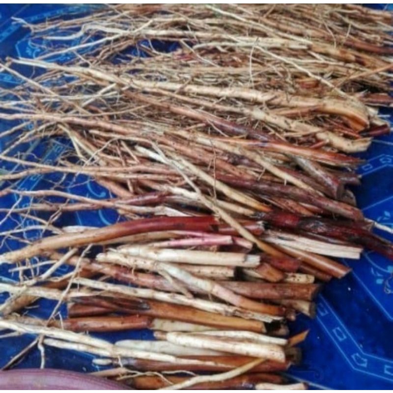 

Akar pinang segar 500g