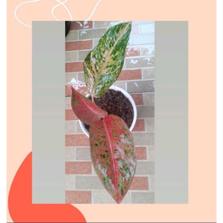 Aglonema BIGROY//Aglonema BIGROY murah