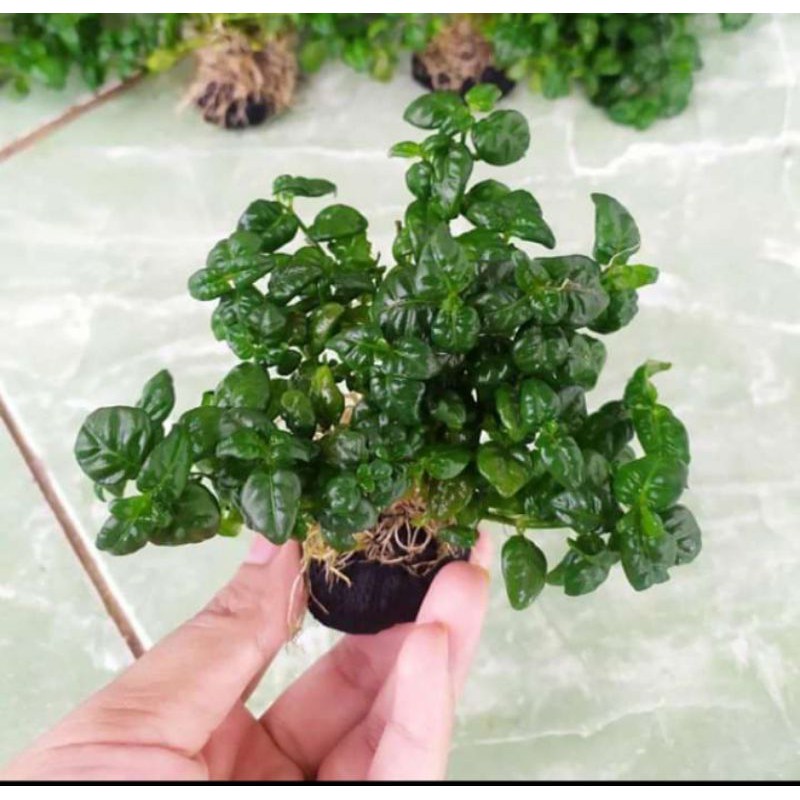 angguran media wabikusa tanaman aquascape paludarium