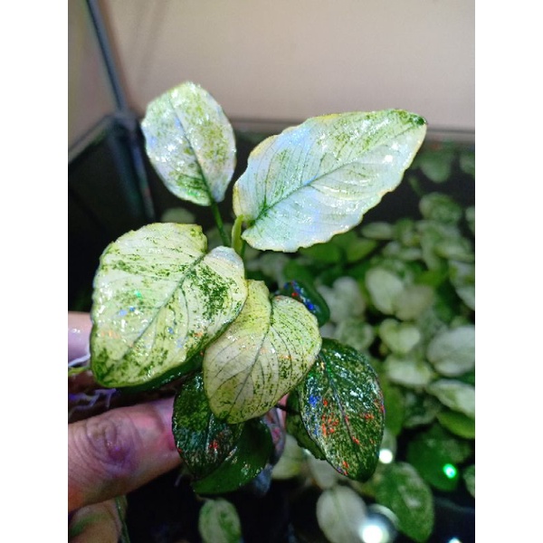 Anubias Pinto Dennerle