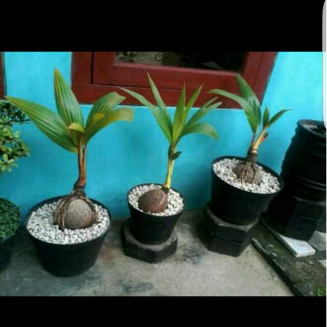 Bibit bonsa kelapa. Kunig. Merah dan hijau