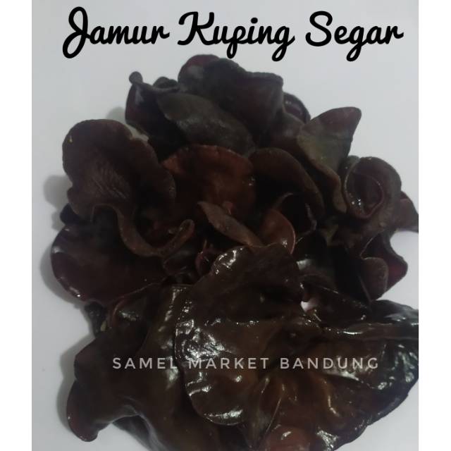 

Jamur kuping Segar 500 gr