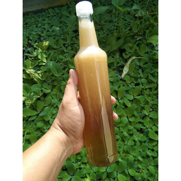 

Madu Murni / Madu Asli / Raw Honey / Madu Mentah lebah ternak 1 botol Multiflora Super