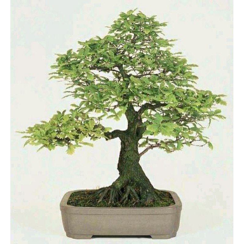 Bahan bonsai asem Jawa dongkelan
