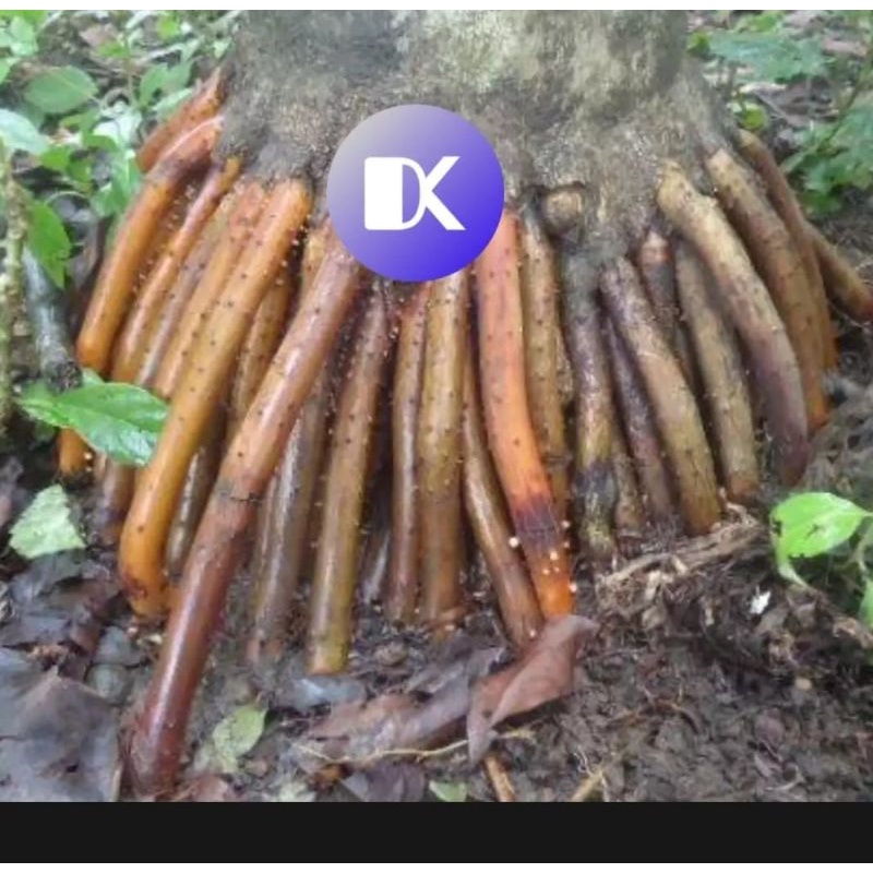 

akar jambe atau pinang segar 500gr