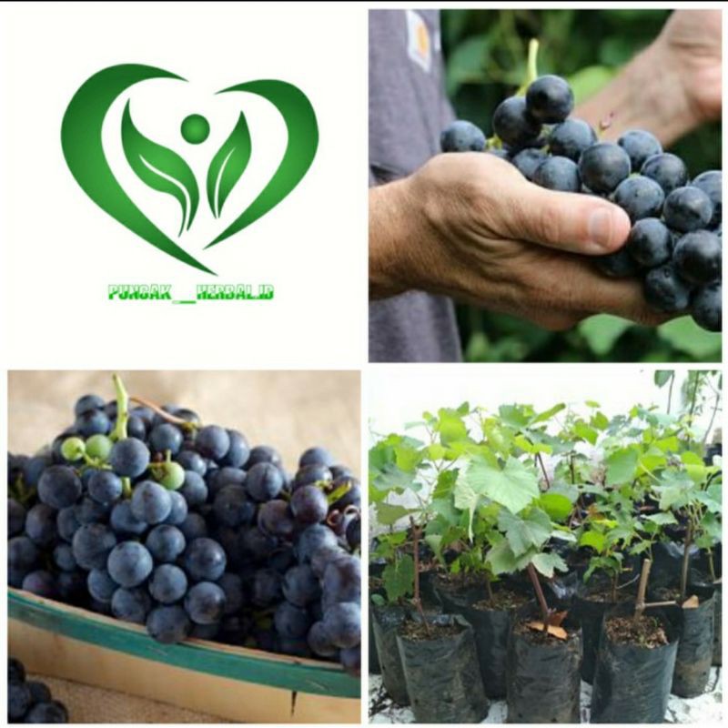 bibit tanaman anggur hitam pohon anggur