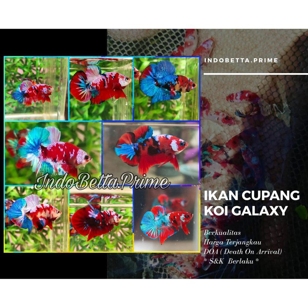 Diskon ❤️ Promo Ikan Cupang Hias Koi Galaxy Jantan / Betina Sepasang 1 Pair Grade Plakat
