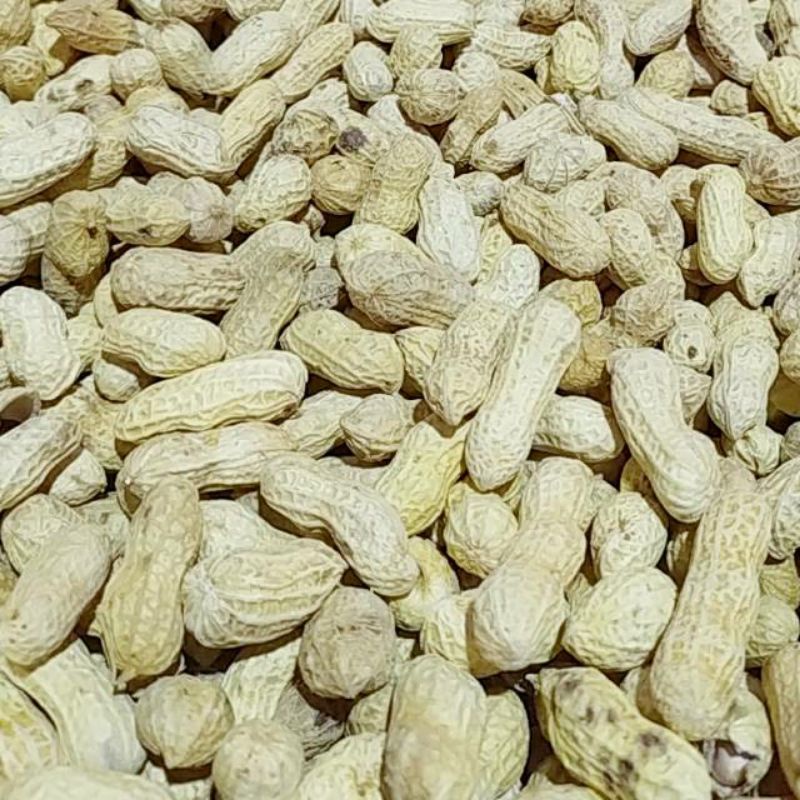 

kacang kulit asin gurih/snack kiloan murah