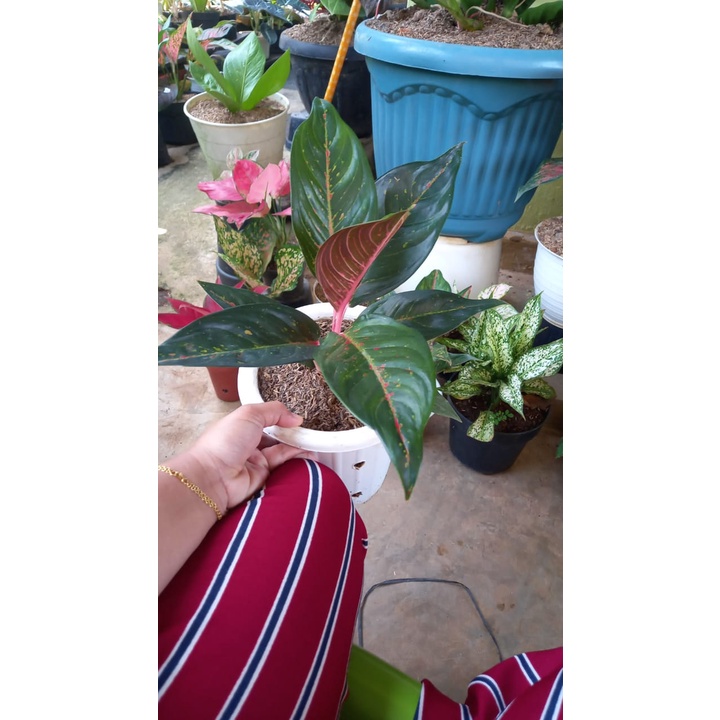 AGLONEMA HOT LADY BLACK