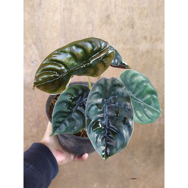 Alocasia Cuprea atau Tengkorak