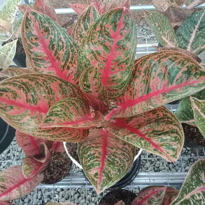 PROMO Tanaman Aglonema Widuri / Aglaonema Widuri .