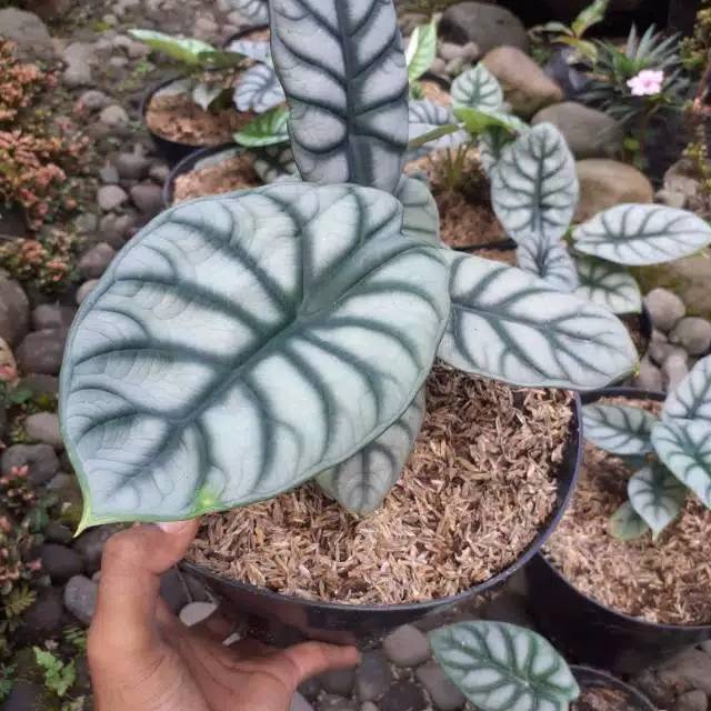Alocasia silver dragon daun 2