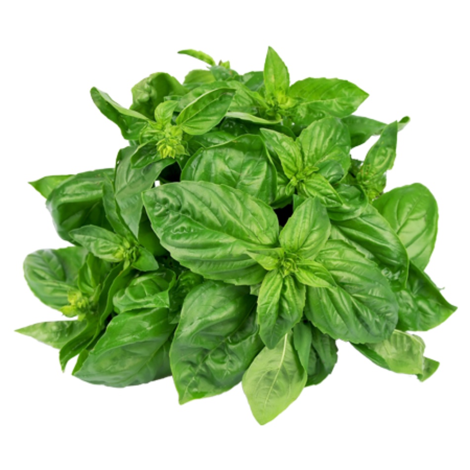 BIBIT BASIL HAIRA SEED REPACKING