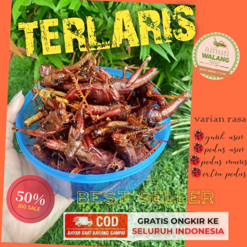 

TERLARIS BELALANG GORENG BISA COD / SIMUET GORENG/WALANG GORENG BESAR BEST SELLER