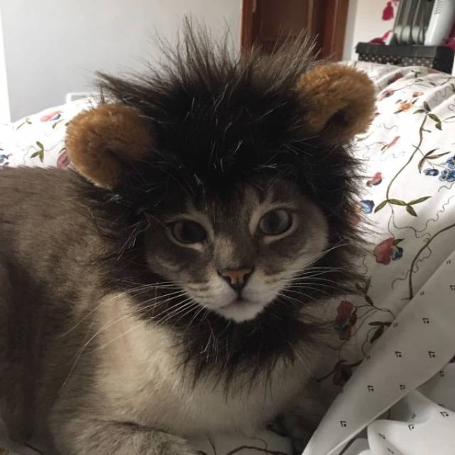 Wig Kucing &amp; Anjing Topi Singa - Baju Rambut Lion Aksesoris Hewan Lucu