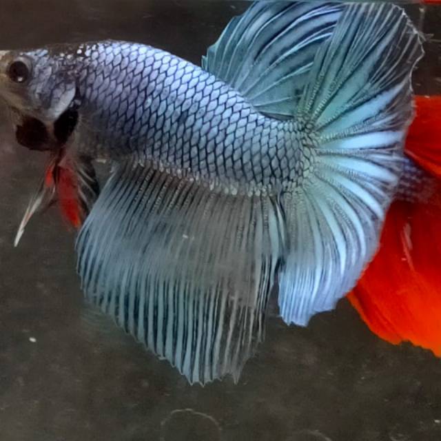 Ikan cupang baby giant hm