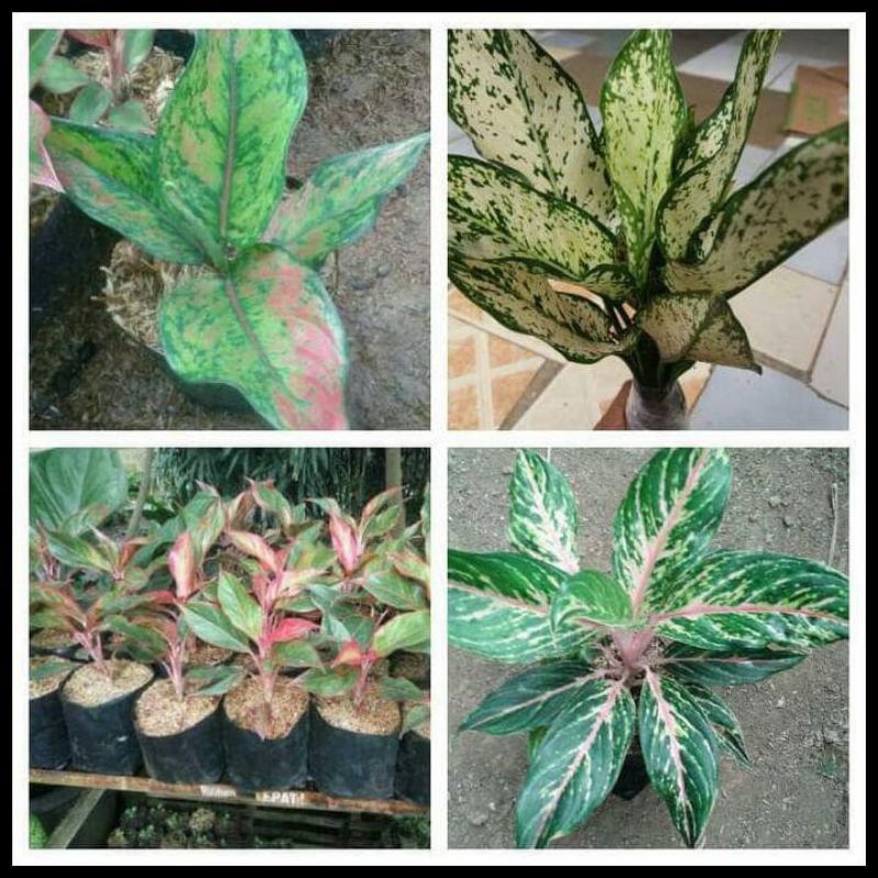 PROMO 12.12 tanaman hias aglonema paket 4 macam aglonema