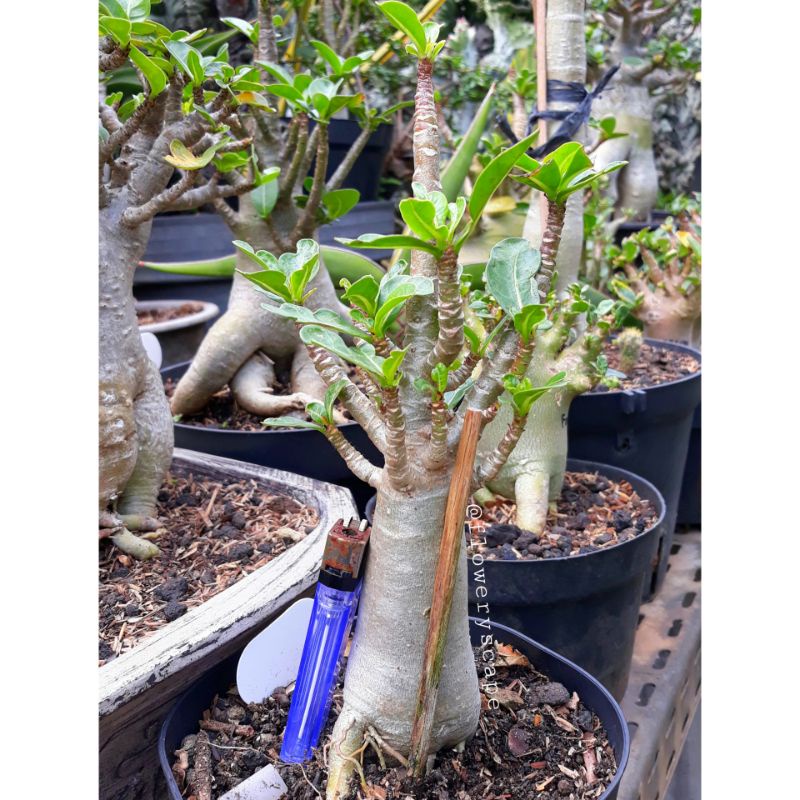Adenium thaisoco hybrid