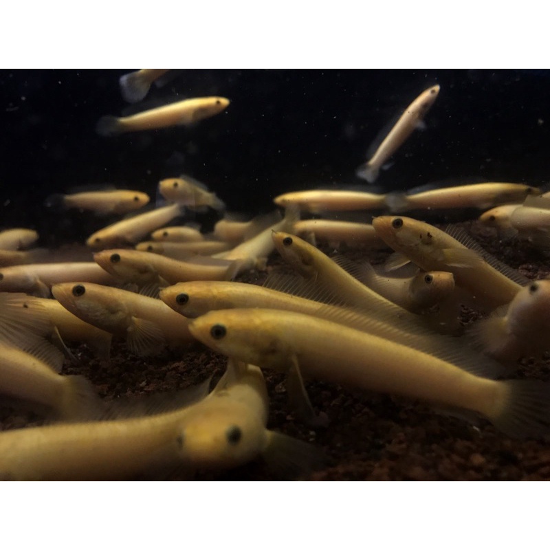 Channa GOLDEN LIMBATA Xantic 9-10cm