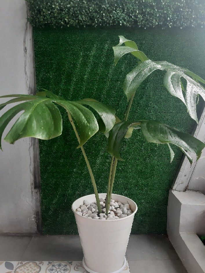 Followrs Tiktok By. Ndlovegood