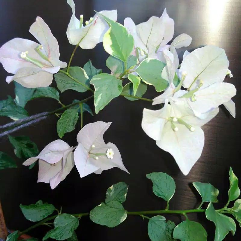 pohon Bougenville varigata putih