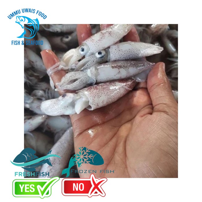 

Cumi Cumi Segar Fresh Berkualitas - 1 Kilogram