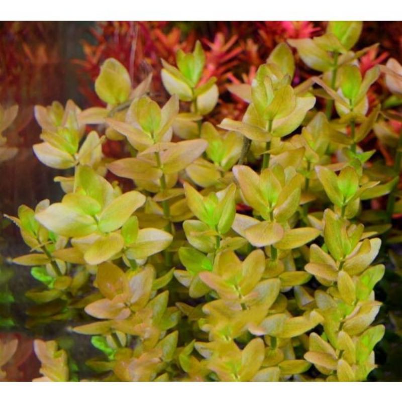 Jual Bacopa Caroliana Batang Tanaman Aquascape Steam Plant Aquatic Shopee Indonesia