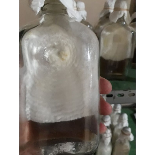 bibit jamur tiram f0 putih florida unggulan media jagung