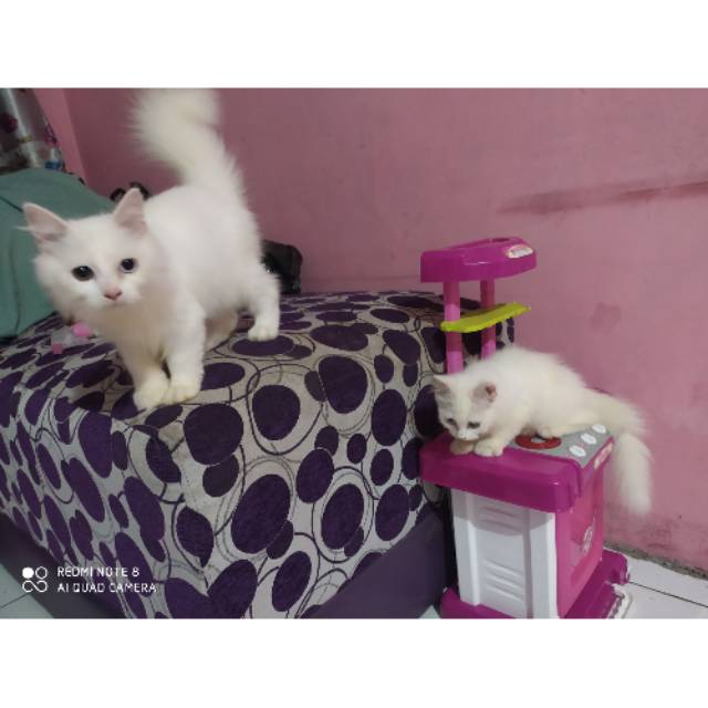 Kucing anggora mix persia
