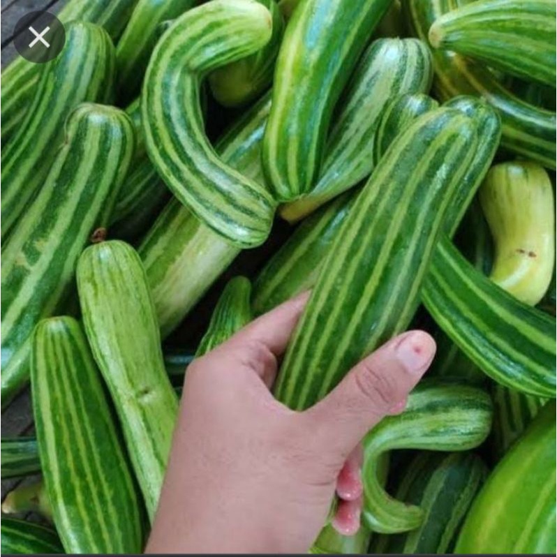 

GROSIR BENIH KRAI 10 BUTIR BERKWALITAS TERMURAH