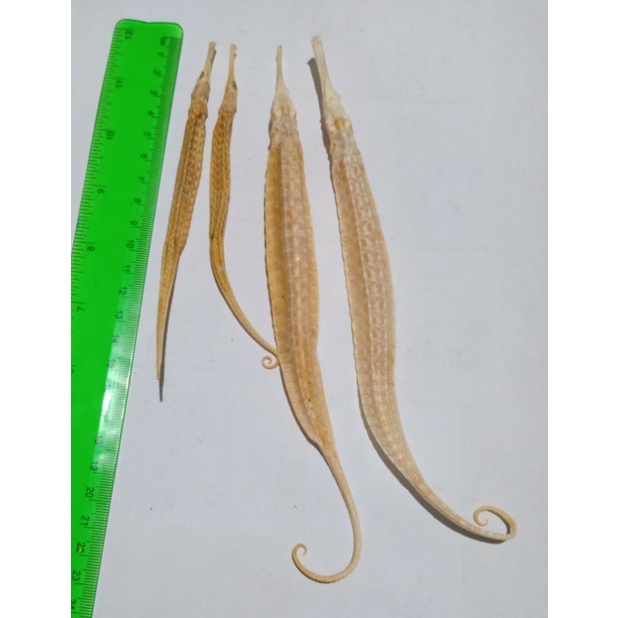 Naga laut kering / naga laut / hailong ukuran besar dan kecil PER EKOR import