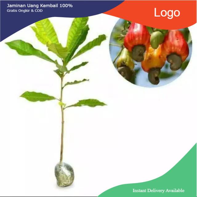 Bibit jambu mente/jambu monyet