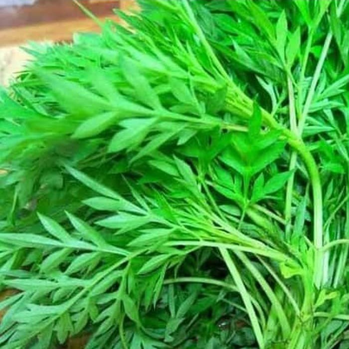 

Daun Kenikir Segar [1 Ikat]