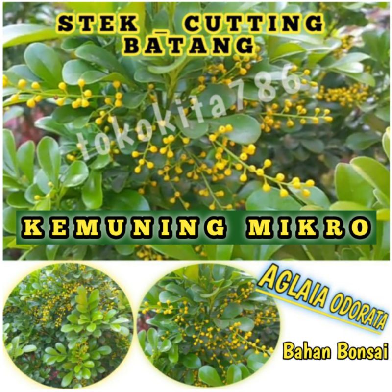 Stek Batang Bahan Bonsai Kemuning Mikro