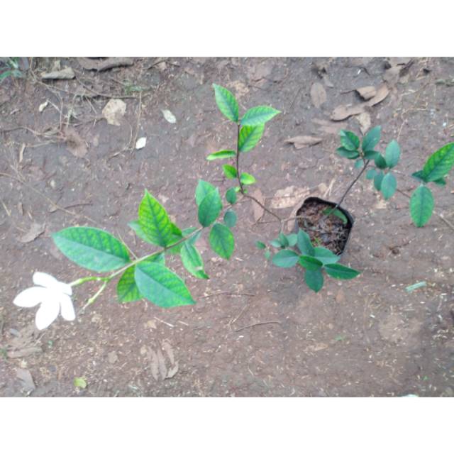 

Jasmine Jawa / melati