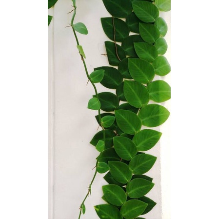 rhaphidophora korthalsii schott